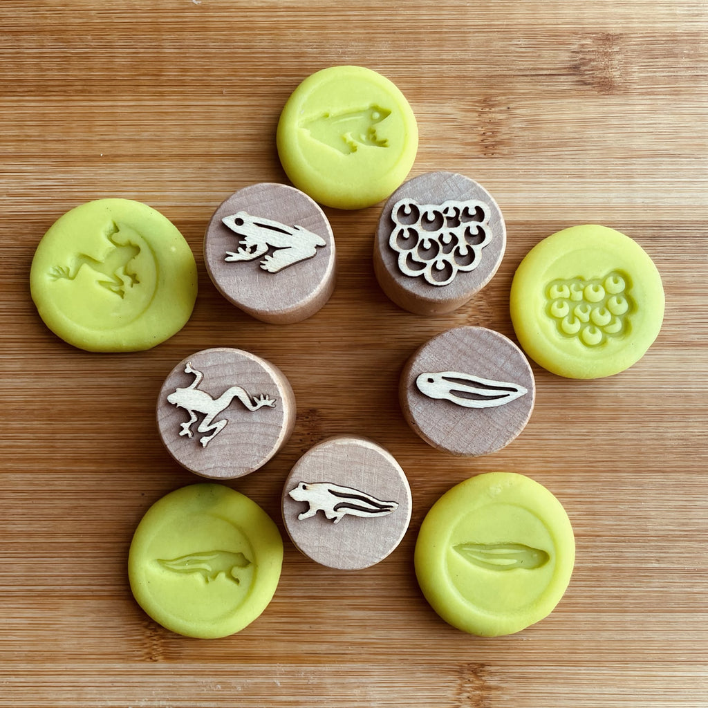 Frog Lifecycle - Wooden Stamps - Lex and Fox