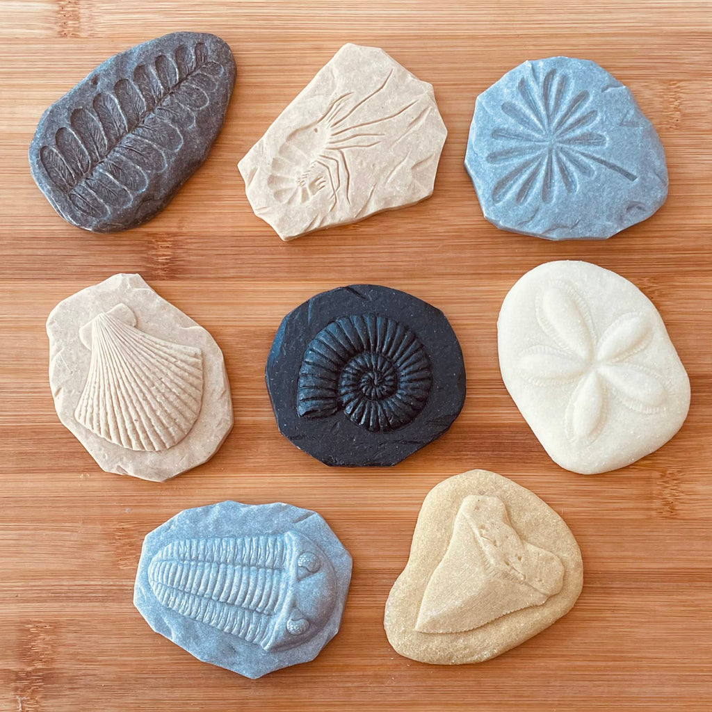 Fossils - Exploration Stones – Lex and Fox